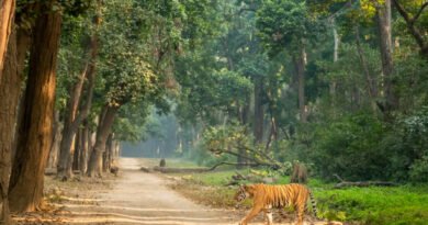 जिम कॉर्बेट नेशनल पार्क: भारत का पहला राष्ट्रीय प्राणी उद्यान