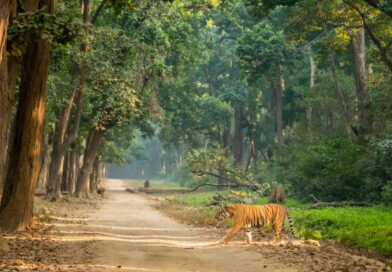 जिम कॉर्बेट नेशनल पार्क: भारत का पहला राष्ट्रीय प्राणी उद्यान