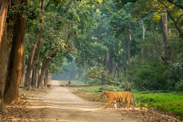 जिम कॉर्बेट नेशनल पार्क: भारत का पहला राष्ट्रीय प्राणी उद्यान